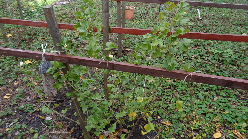 Jostabeere ans Spalier pflanzen – Anordnung und grüne Lebensversicherung