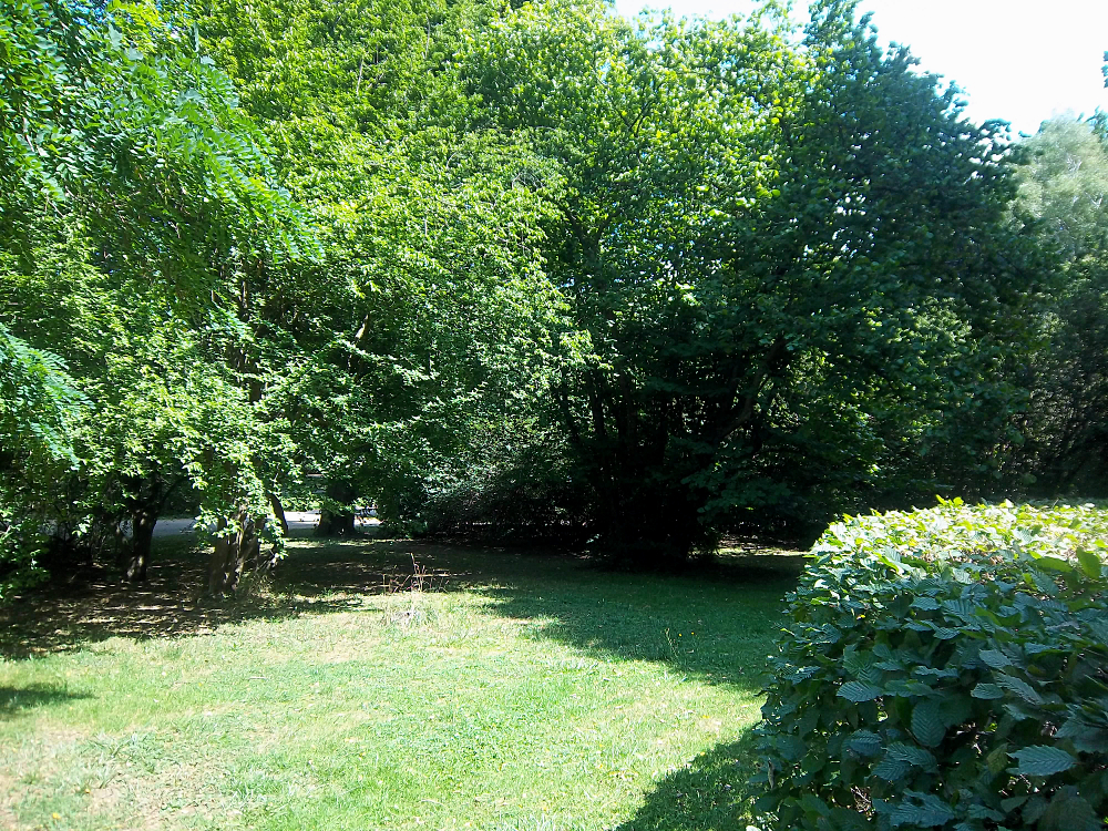 Kornelkirsche bestimmen – Baumgruppe im Johannapark