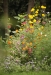 Bring deine Blume mit