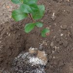 Apfelbeere pflanzen – Tief einsetzen mit Beerenduenger