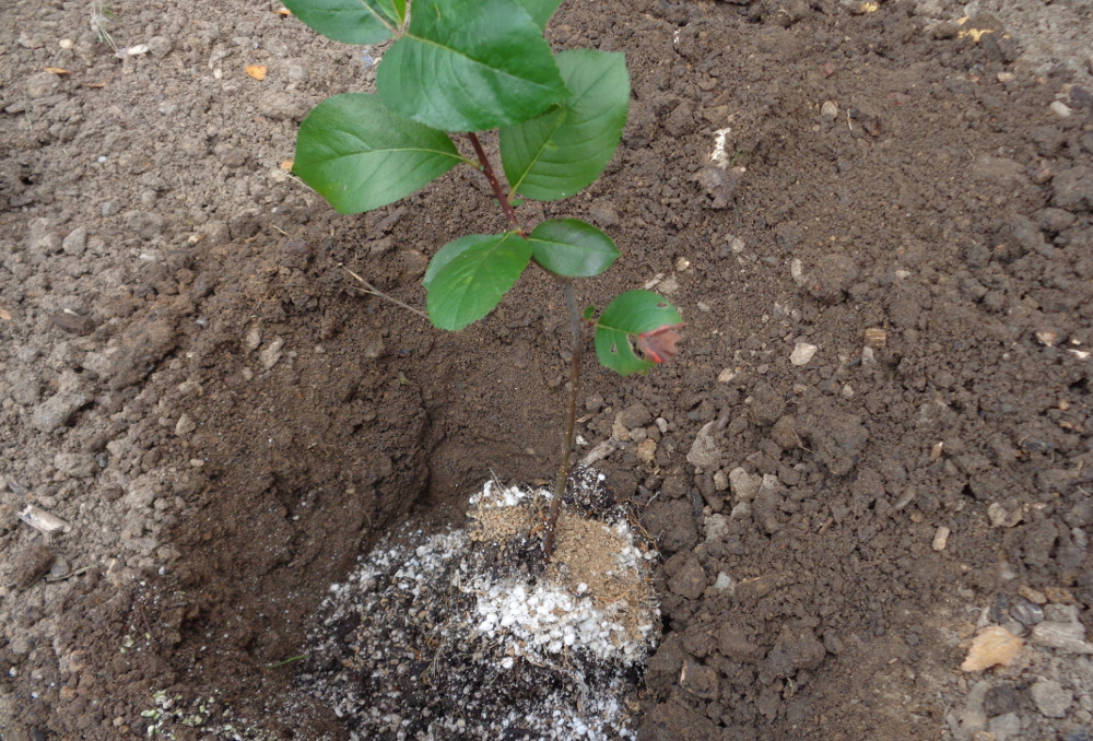 Aronia pflanzen – Beerendünger mit Mykorrhiza-Impfung