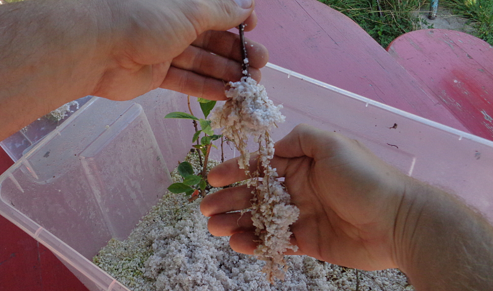 Aronia pflanzen – Stecklingsvermehrung