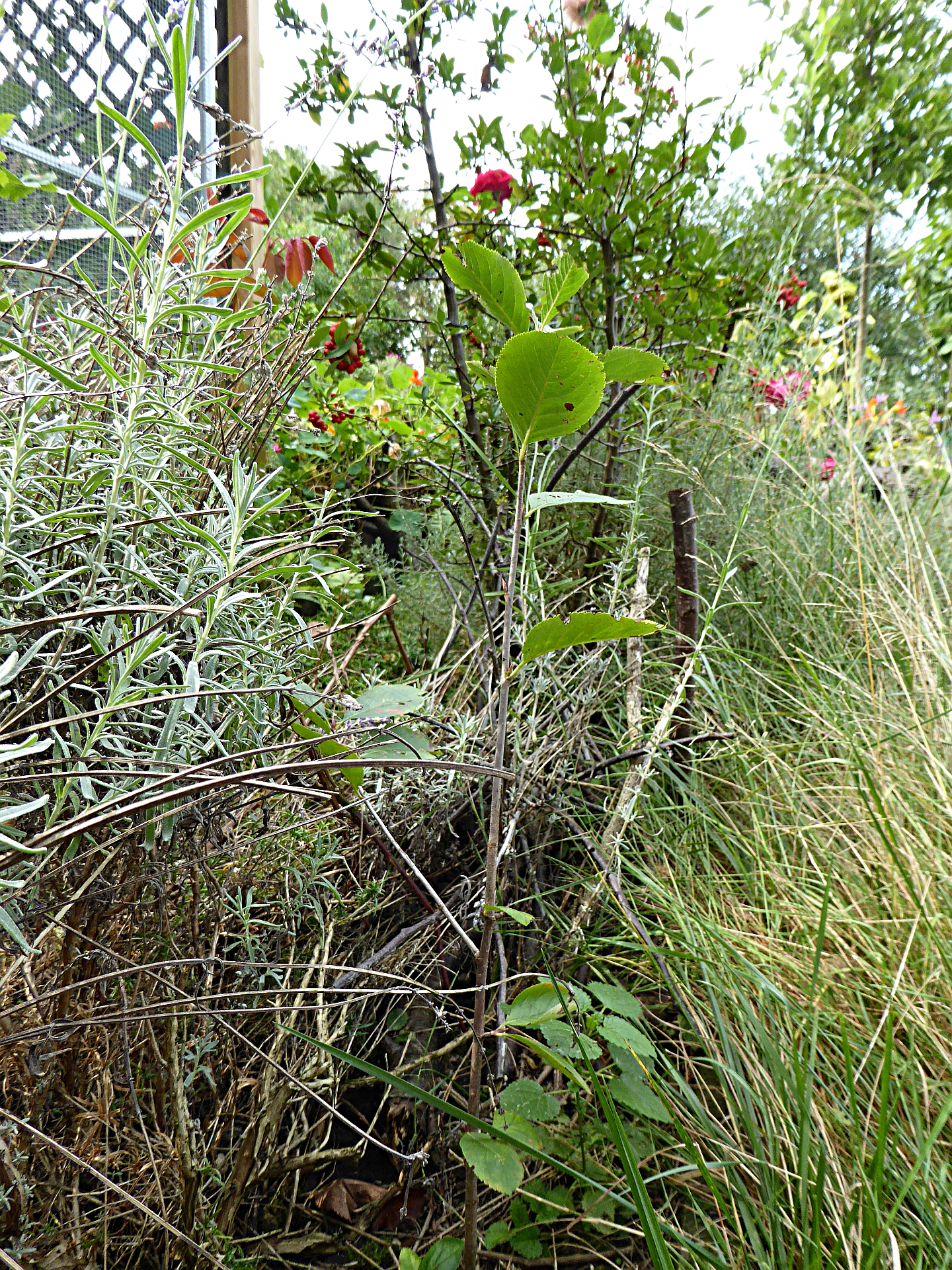 Aronia vermehren – Im Garten der Wildvogelhilfe