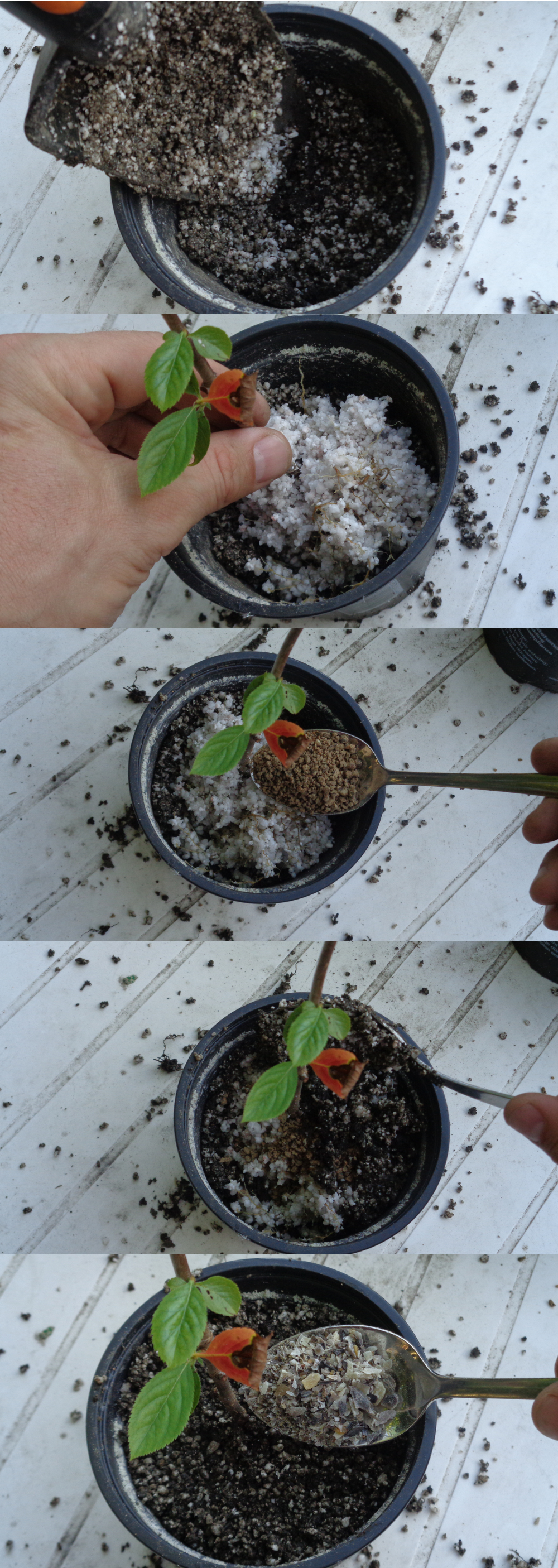 Aronia vermehren - Jungpflanze in den Topf