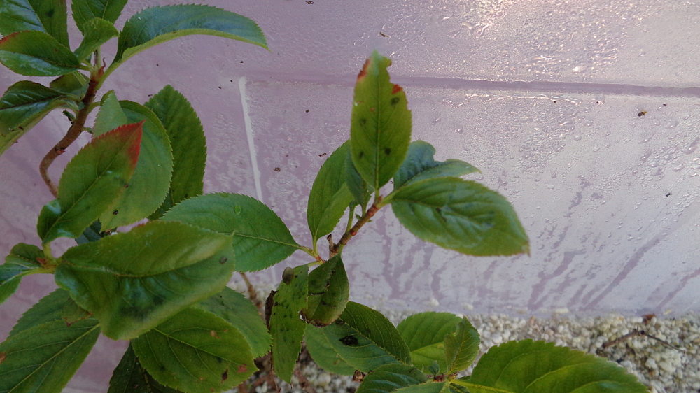 Aronia vermehren - Oben grün