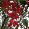Obstgehölze bestimmen – Berberitzen