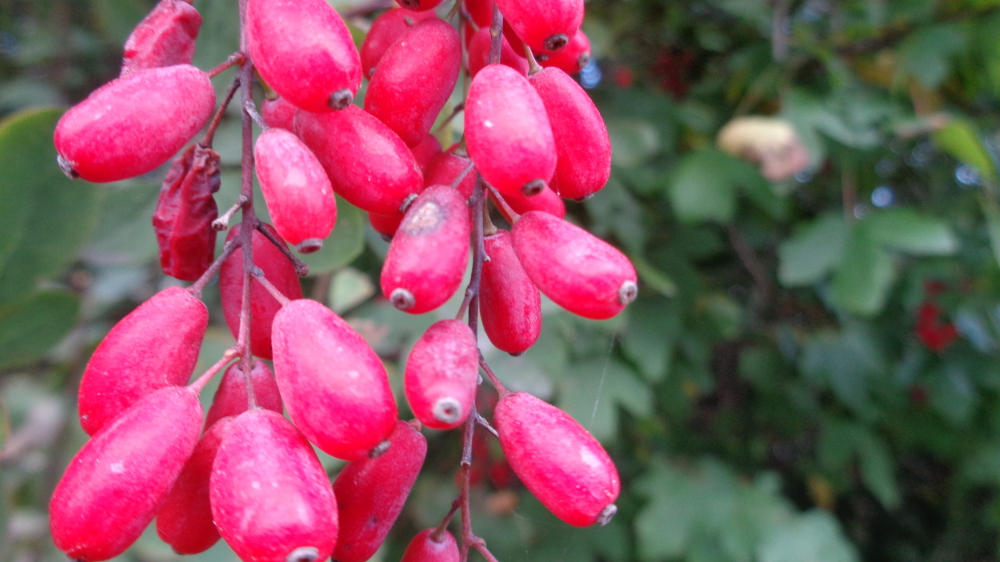 Berberitzen ernten und verarbeiten – Rosarote Früchte