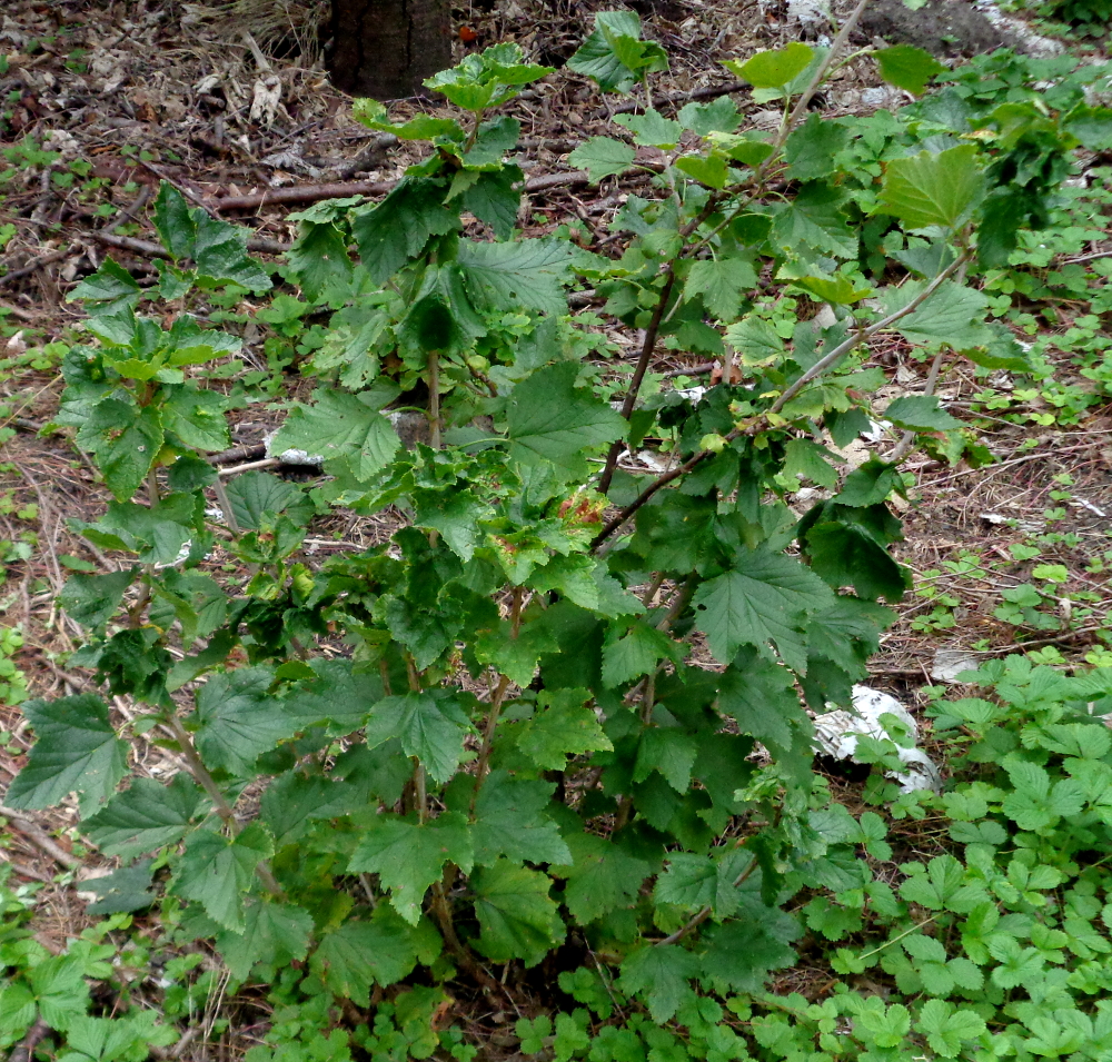 Blanchette vermehren – Mutter Blanchette