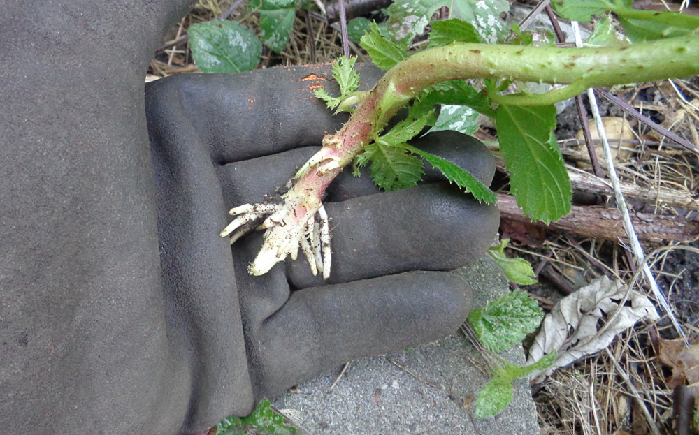 Blanchette vermehren – bewurzelte Brombeerranke