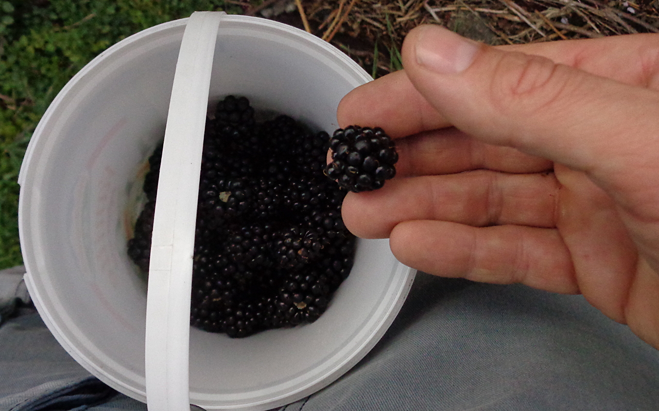 Brombeere in den Eimer