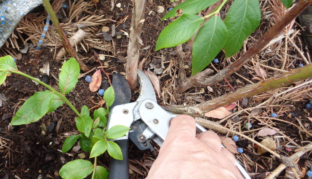 Vertrocknete Heidelbeeren retten und verarbeiten – Heidelbeerbusch schneiden