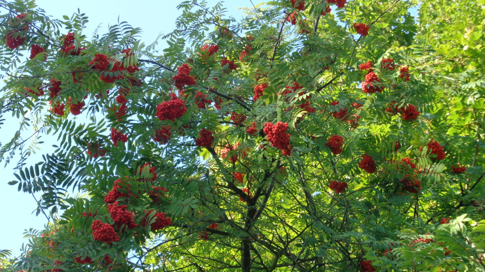 Früchtemeer Vogelbeeren