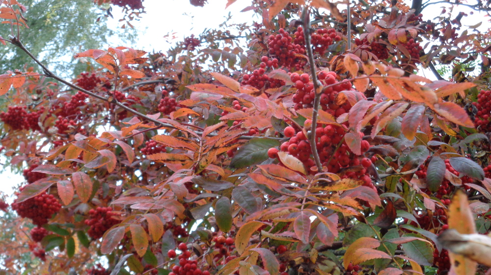 Eberesche bestimmen – Herbstfärbung