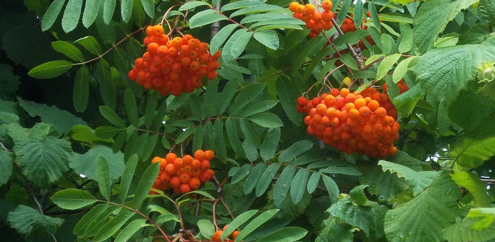 Eberesche bestimmen – Orangefarbene Früchte am Baum