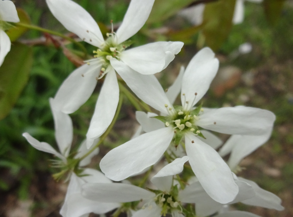 Felsenbirne bestimmen – Blüten