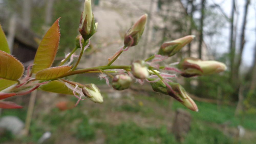 Felsenbirne bestimmen – Blütentraube