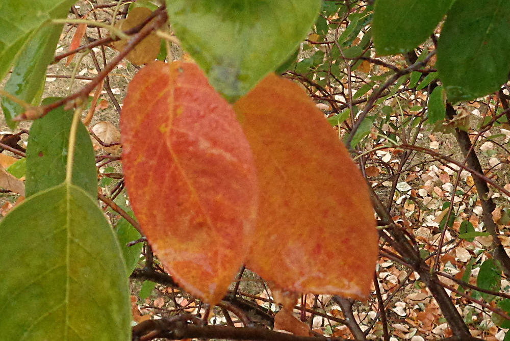 Felsenbirne bestimmen – Herbstfärbung