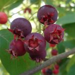 Obstgehölze bestimmen – Felsenbirne