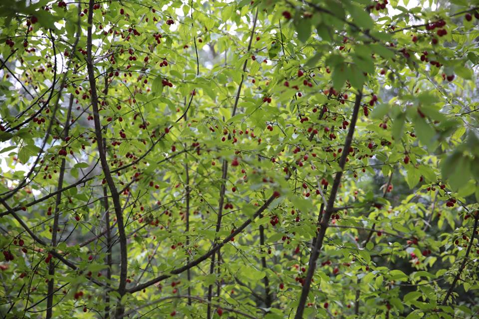 Kornelkirschmeer