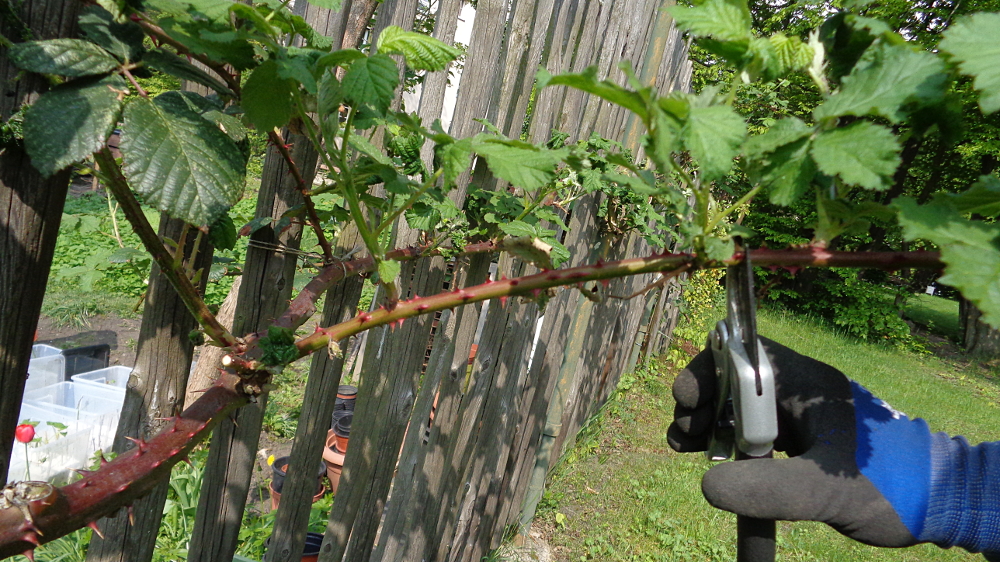 Frühjahrspflege für Brombeeren – Fruchttriebe kürzen