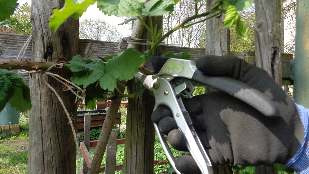 Frühjahrspflege für Brombeeren – Werkzeuge