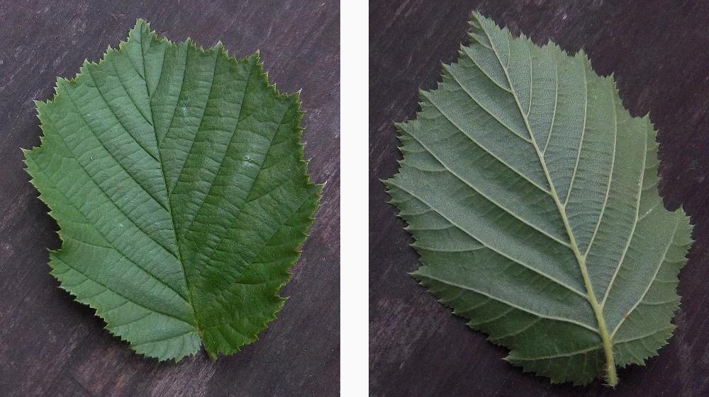 Gemeine Hasel bestimmen – Blätter mit Ober- und Unterseite