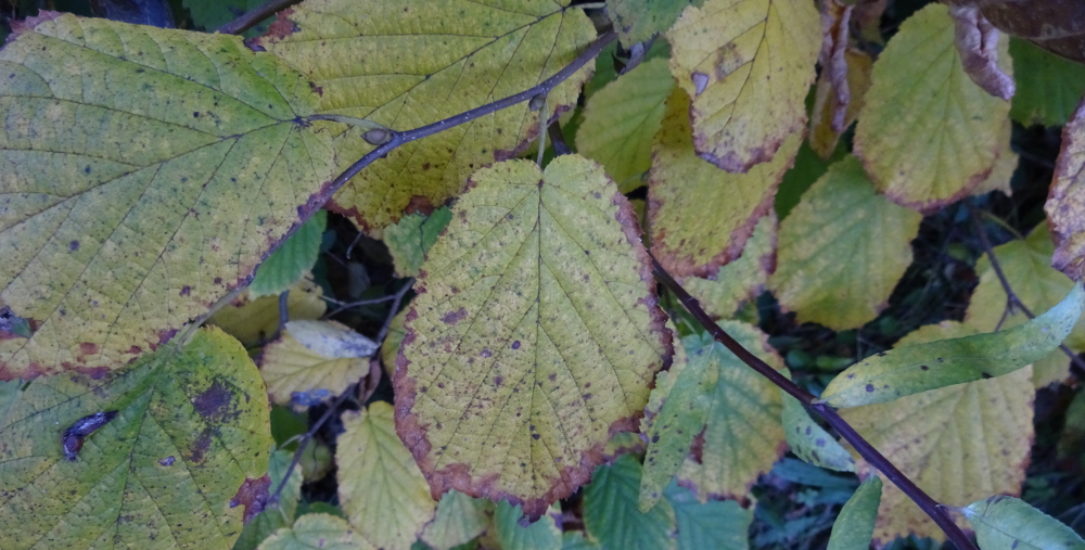 Gemeine Hasel bestimmen – Herbstfärbung
