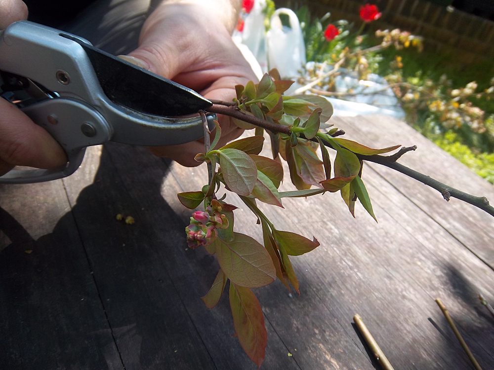 Blüten abschneiden