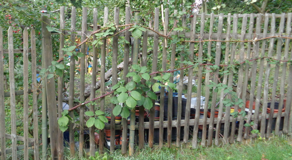 Herbstpflege für Brombeeren – Brombeere am Zaun