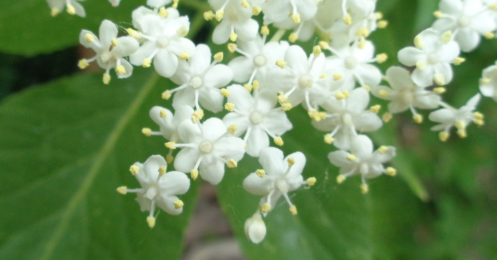 Schwarzen Holunder bestimmen – Blüte aus der Nähe