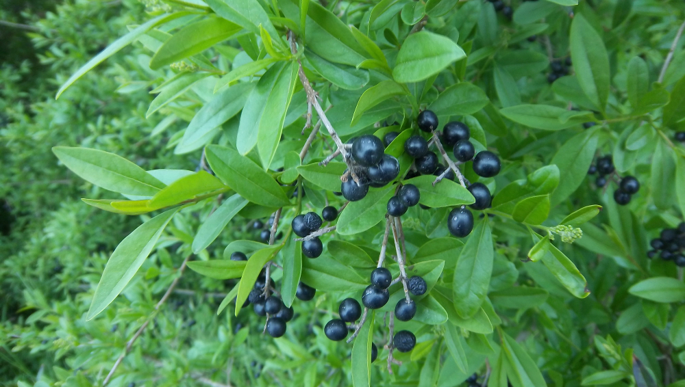 Schwarzen Holunder bestimmen – Liguster mit Früchten
