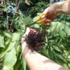 Kleines ABC der Erntehilfen – Holunderbeeren ernten, entsaften und entgiften