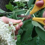 Holunderblueten ernten – Bluete abschneiden