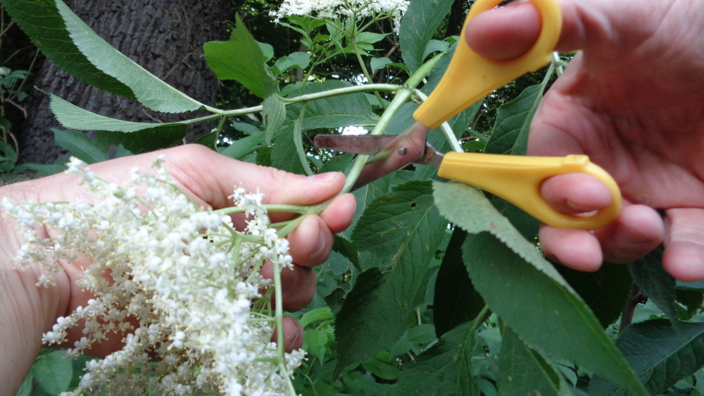 Holunderblütenküchlein backen – Blüte abschneiden