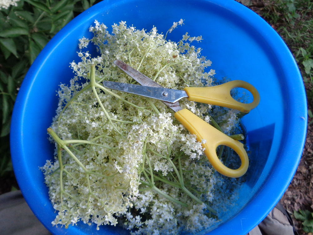 Holunderblüten ernten – Voller Eimer