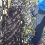Obstgehölze hegen und pflegen – Schwarze Johannisbeere pflanzen