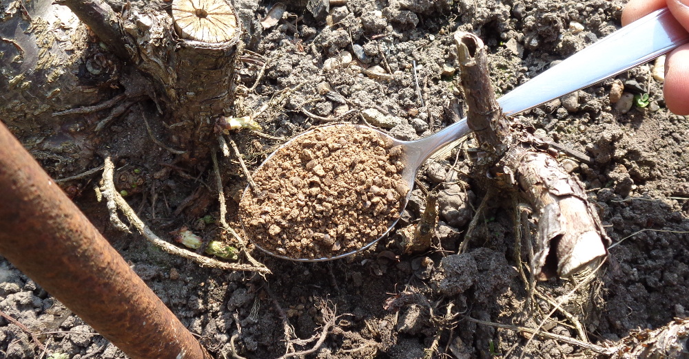 Spindelerziehung an einer Jostabeere – Mykorrhiza-Düngung