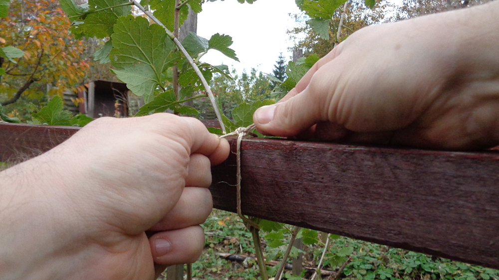 Jostabeere ans Spalier pflanzen – Anbinden