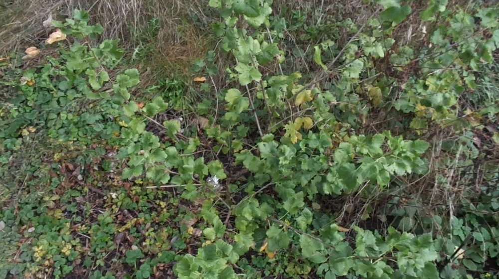 Jostabeere ans Spalier pflanzen – Jostabeere als Busch