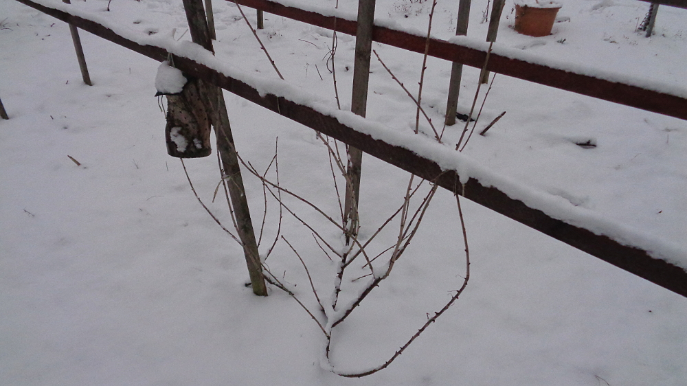 Jostabeere ans Spalier pflanzen – Jostabeere im Winter vor Schnee