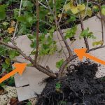 Obstgehölze hegen und pflegen – Jostabeere ans Spalier pflanzen