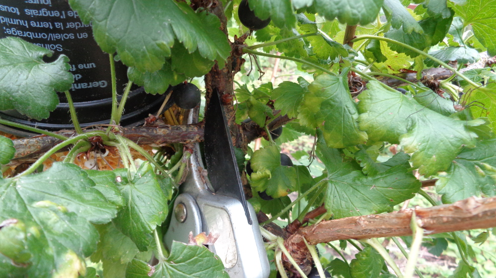 Jostabeeren ernten und verarbeiten – Seitentrieb mit Früchten entfernen