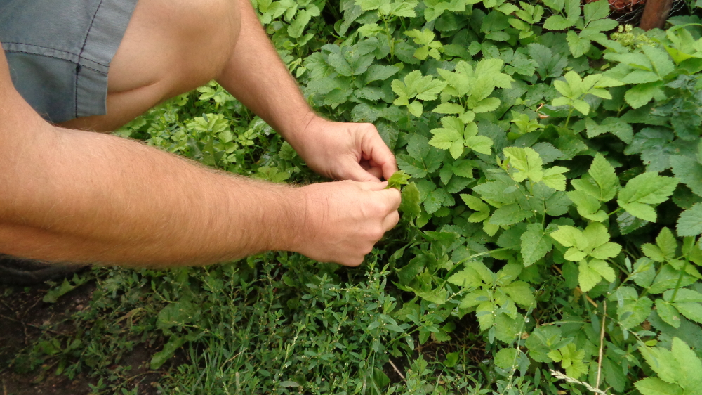 Kartoffelpuffer aus der Gartenkueche – Giersch ernten