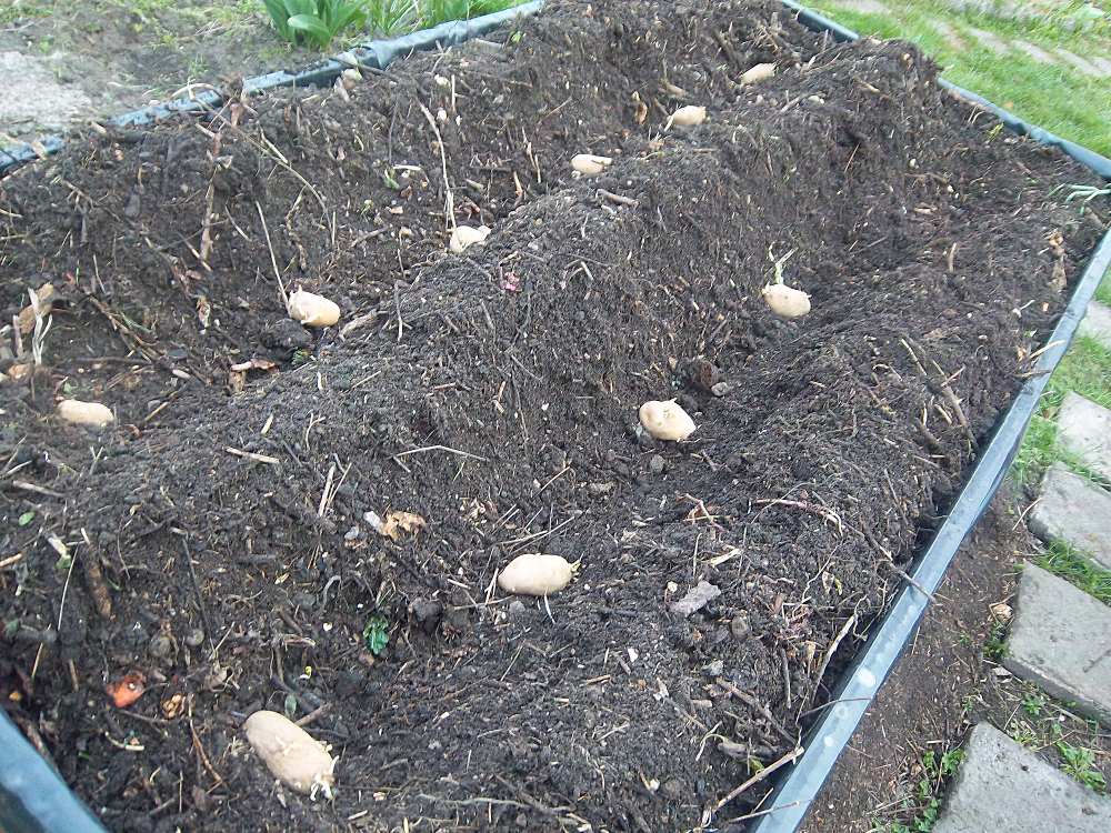 Kartoffelpuffer aus der Gartenkueche - Sieglinde in Reih und Glied