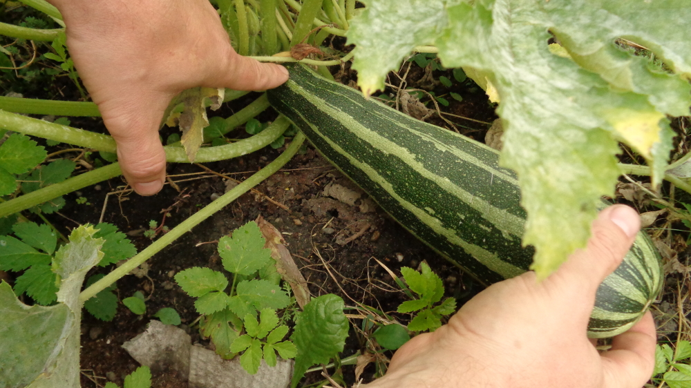 Kartoffelpuffer aus der Gartenkueche – Zucchini ernten