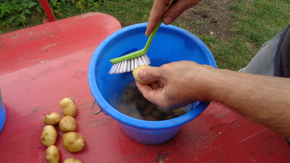 Kartoffelpuffer aus der Gartenkueche - gruendlich waschen