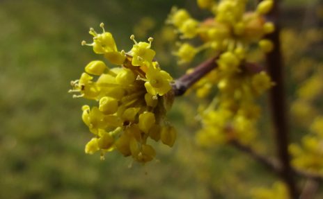 Kornelkirsche bestimmen – Blüten