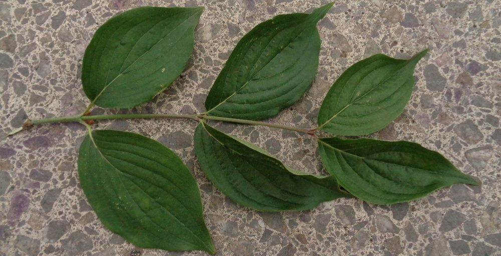 Kornelkirsche bestimmen – Gegenständige Blätter