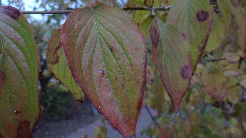 Kornelkirsche bestimmen – Herbstfärbung