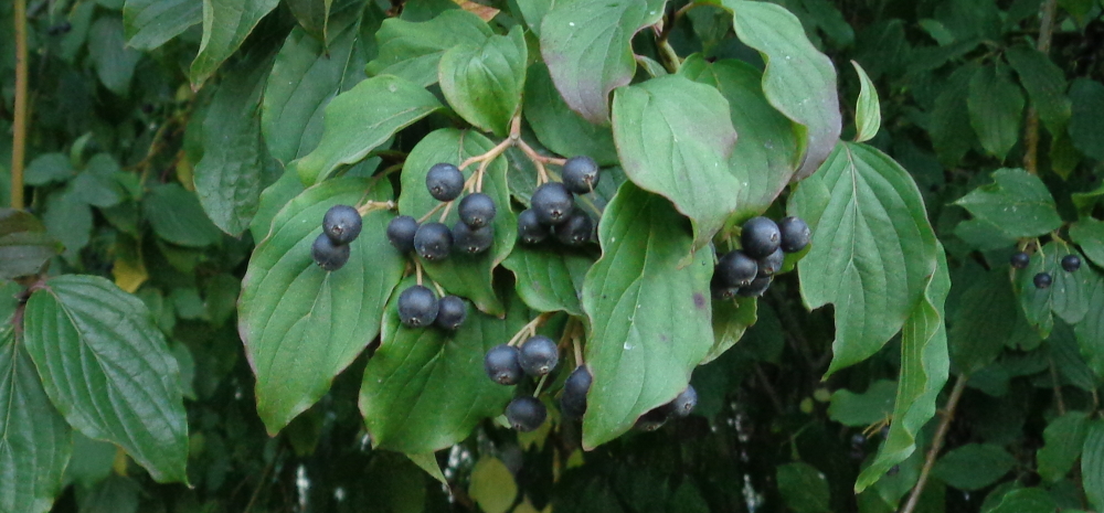 Beeren des roten Hartriegels